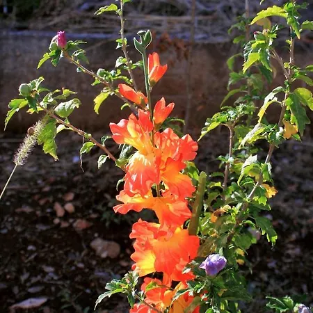 Apartman Apartments With Parking Space Brna, Korcula - 9188