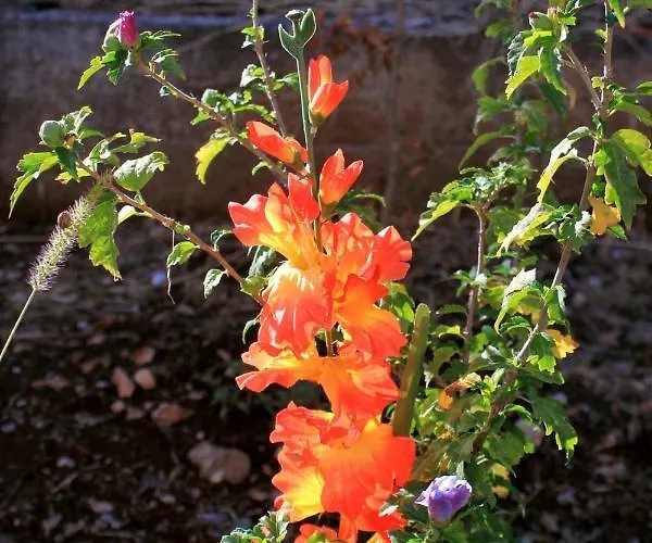 公寓 With Parking Space Brna, Korcula - 9188